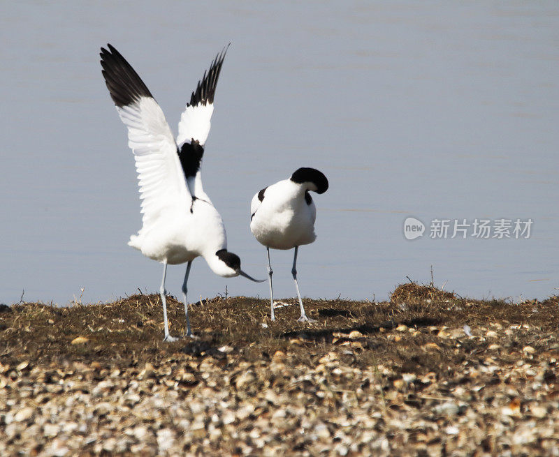 鳄梨(Recuvirostra avosetta)求偶展示